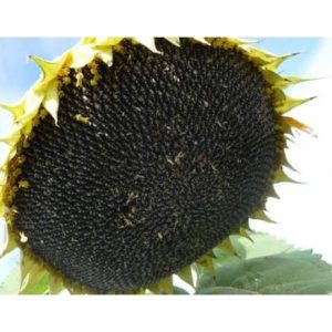 Confectionery Sunflower Seeds, Large Size, Machine Cleaned - Image 3