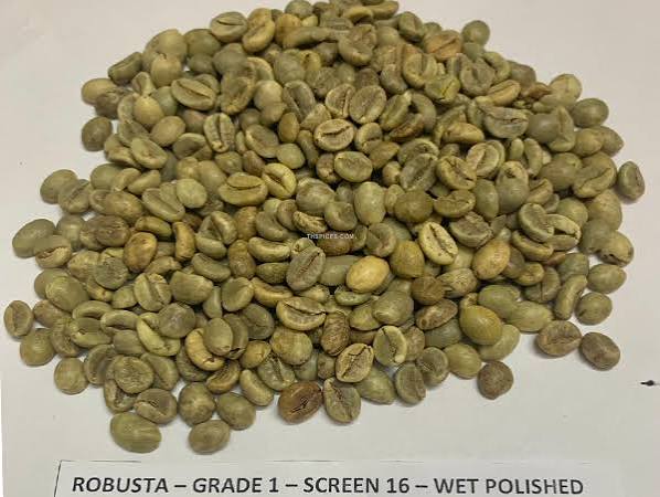 Robusta Green Coffee Beans – Grade 1, Screen 18, Wet Polished2